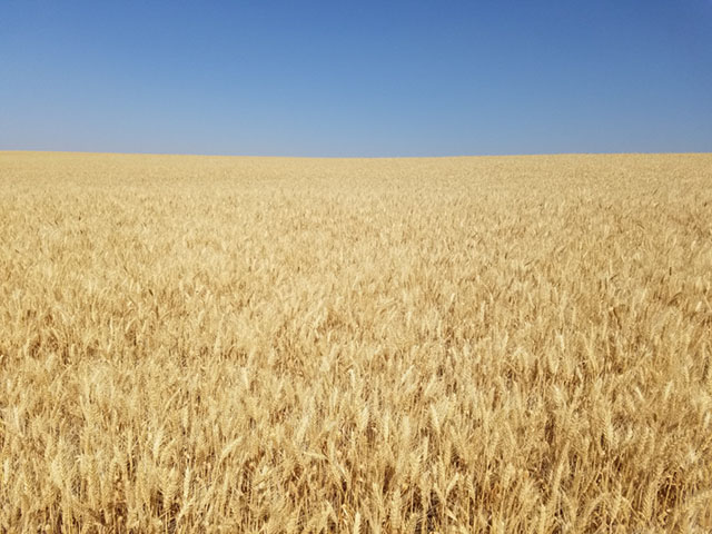 This soft white winter wheat field is located near Lewiston, Idaho. (Photo courtesy of Joseph Anderson)